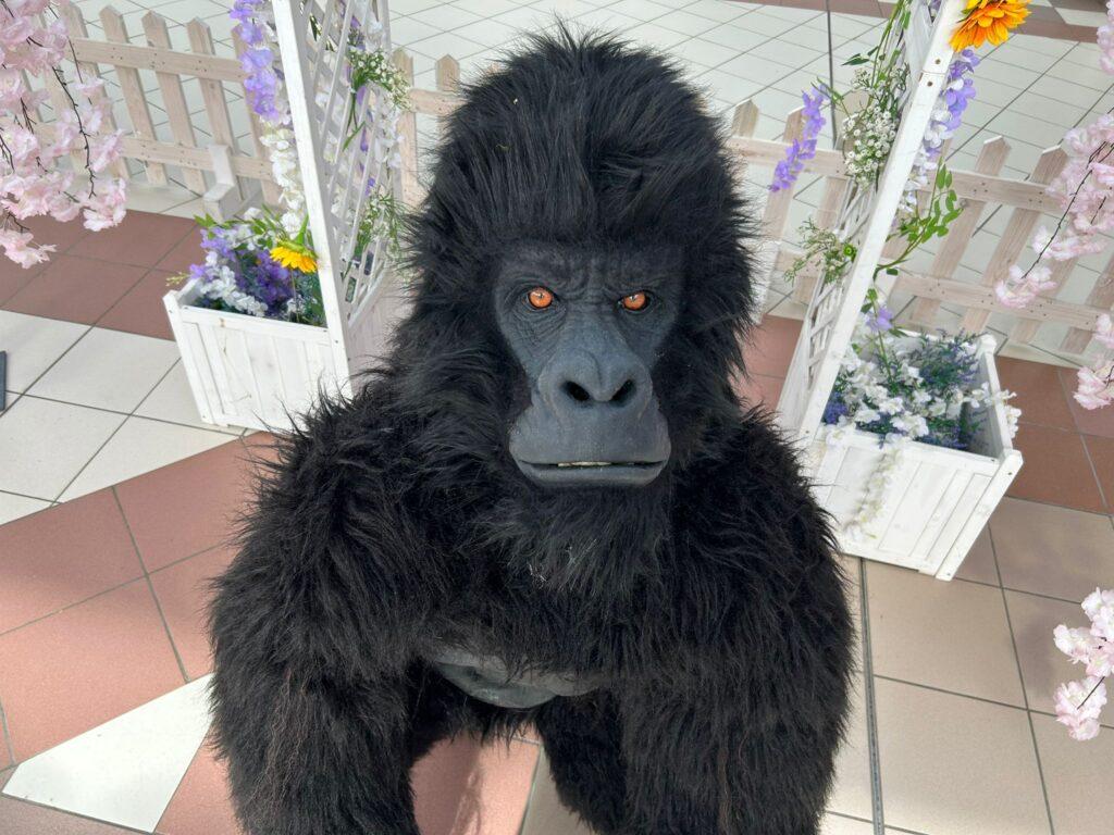 Hire a Gorilla hire walkabout interactive event hire
